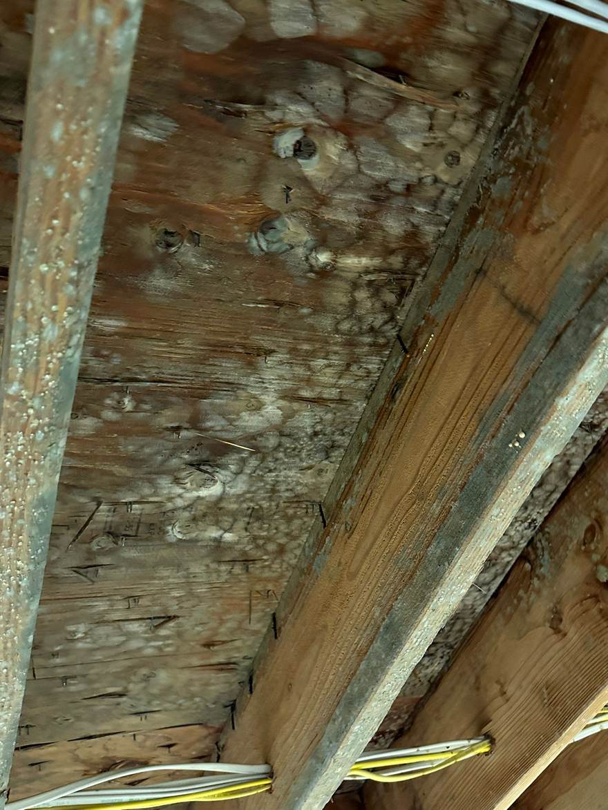 Dense mold colonies spread across the subfloor between the joists in Brooklyn, NY